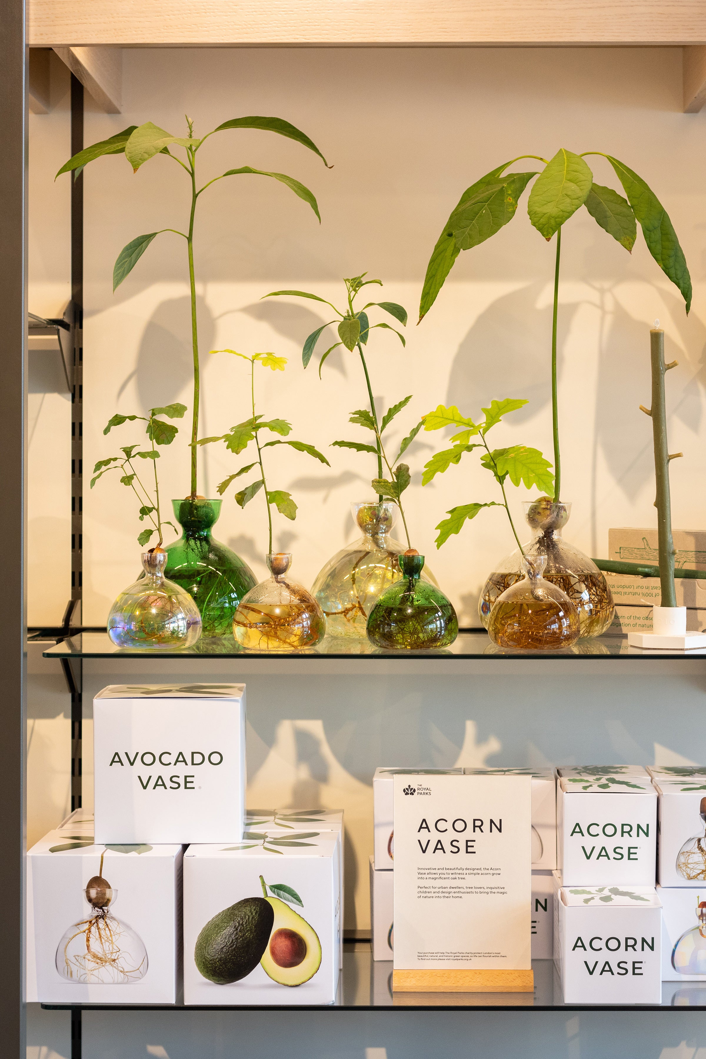 Avocado Vase Cosmic Astra
