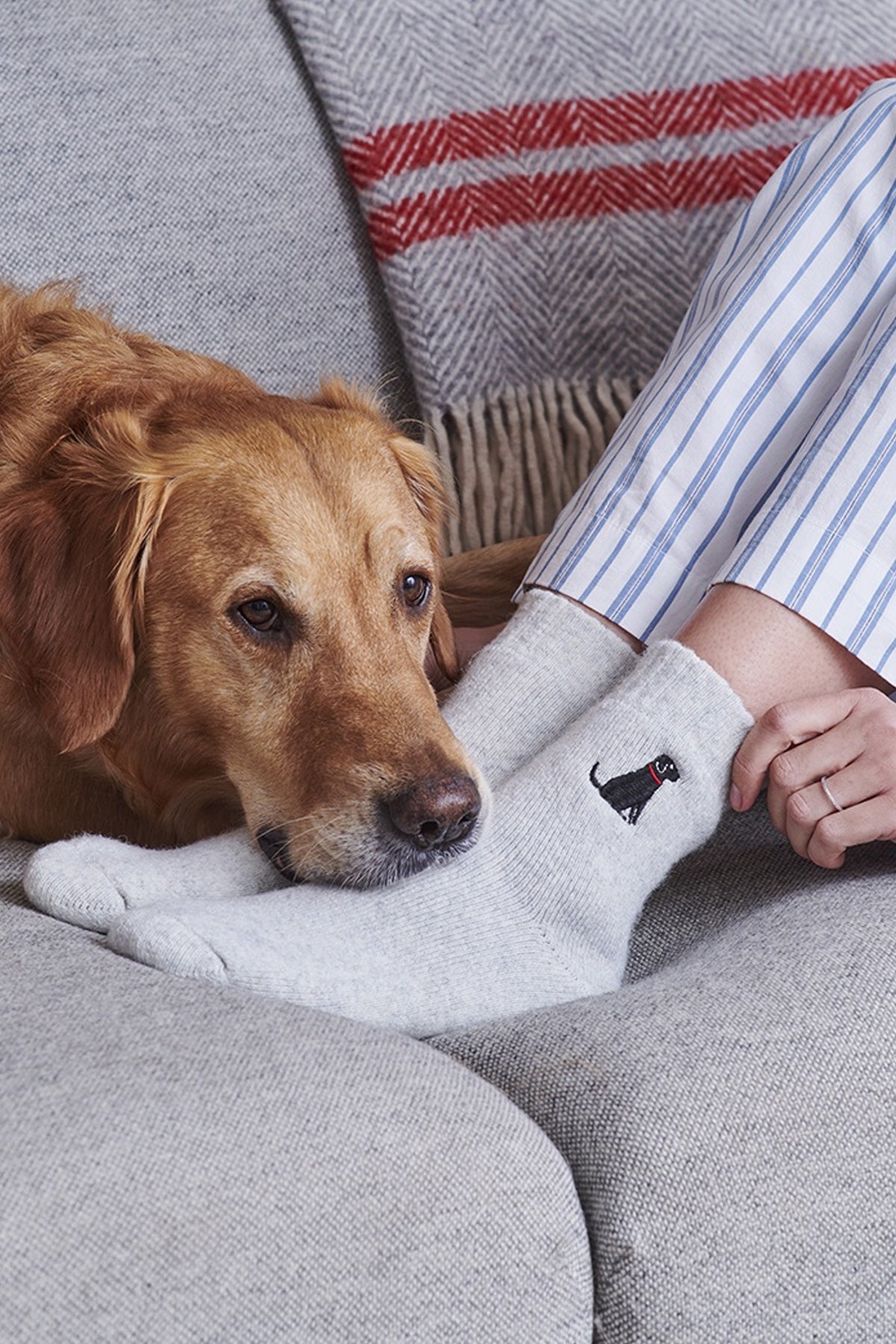 Black Labrador Dog Walking Socks