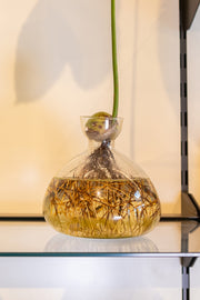 Avocado Vase Clear
