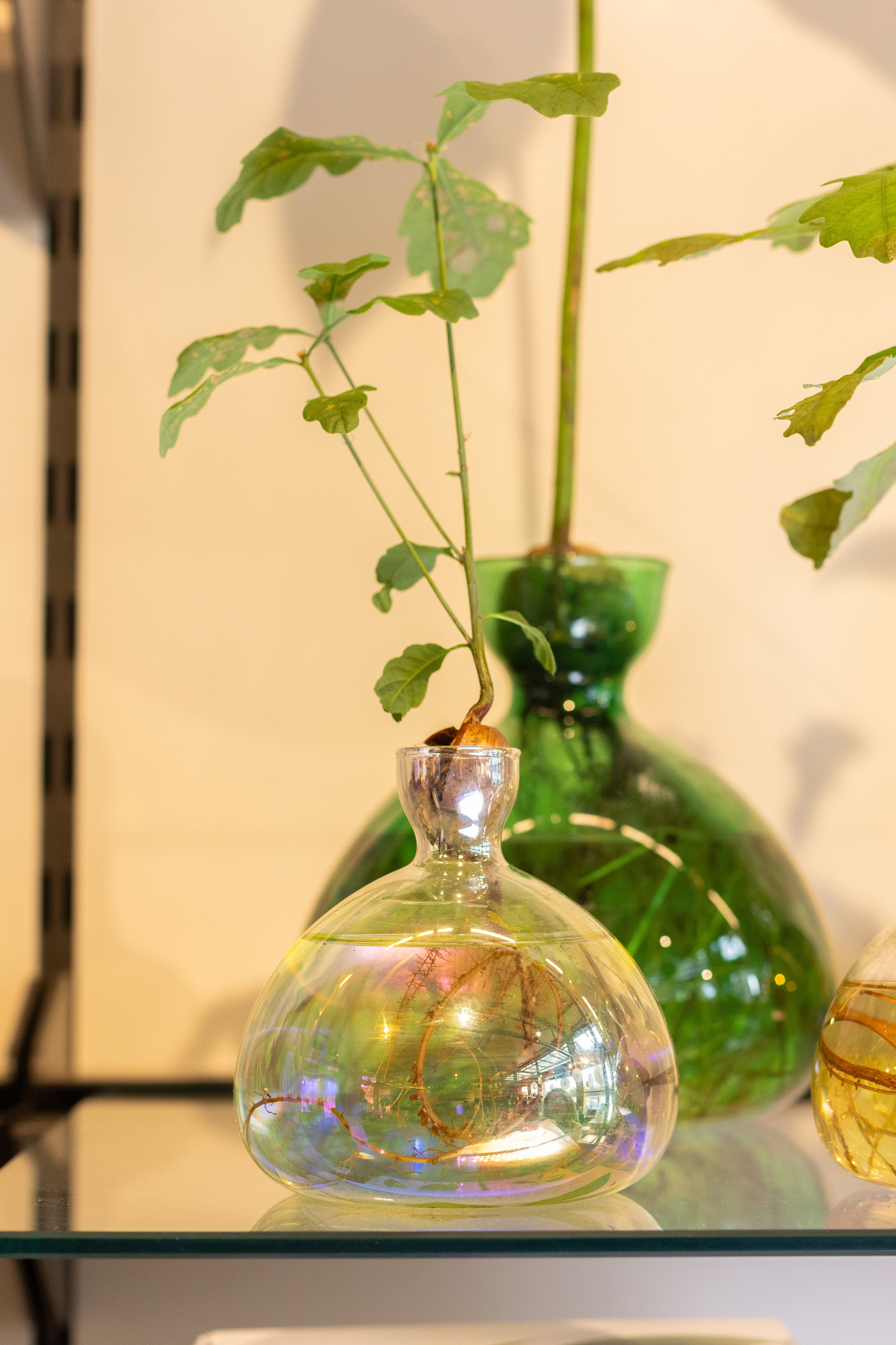 Acorn Vase Cosmic Astra