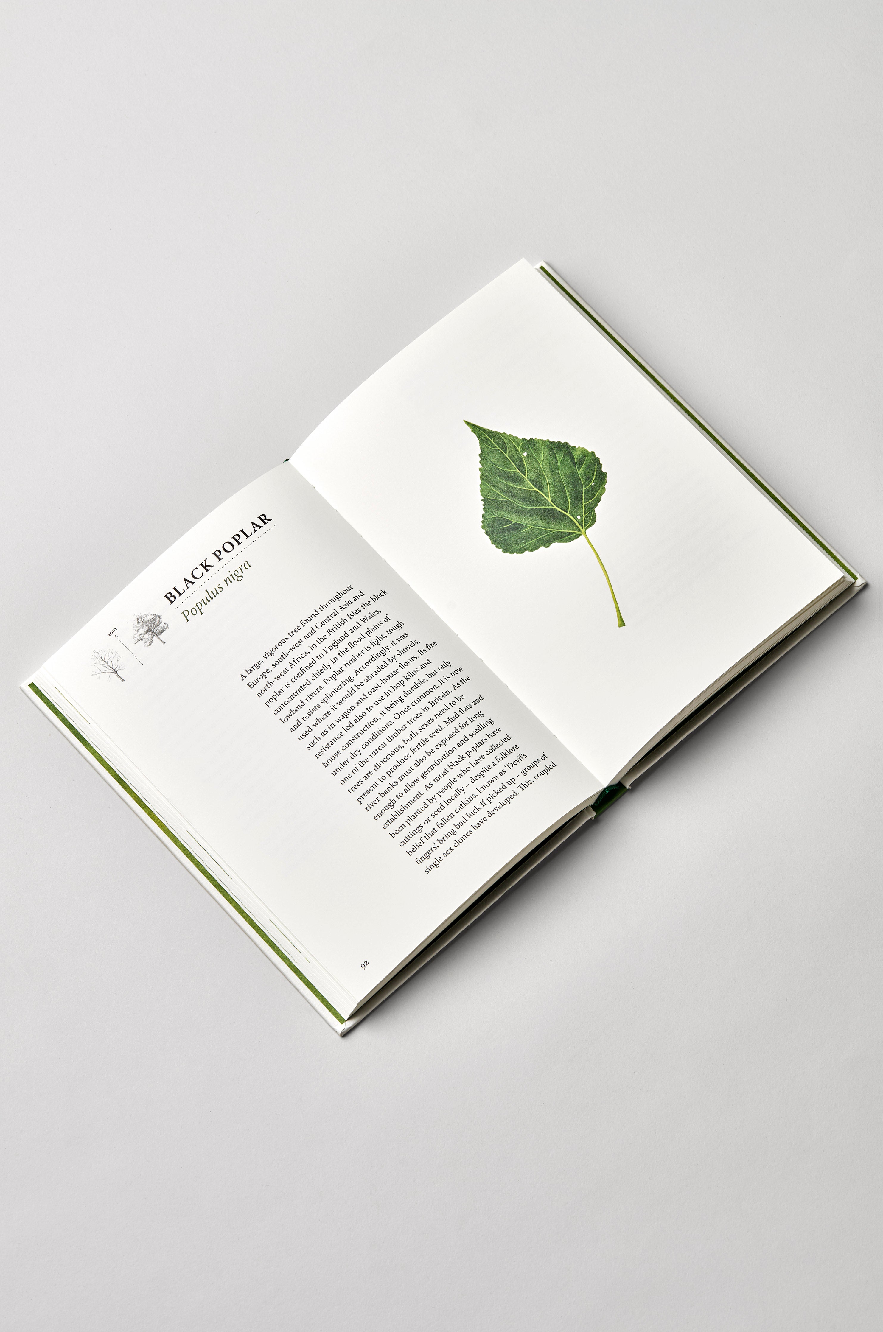 Overleaf: An Album of British Trees