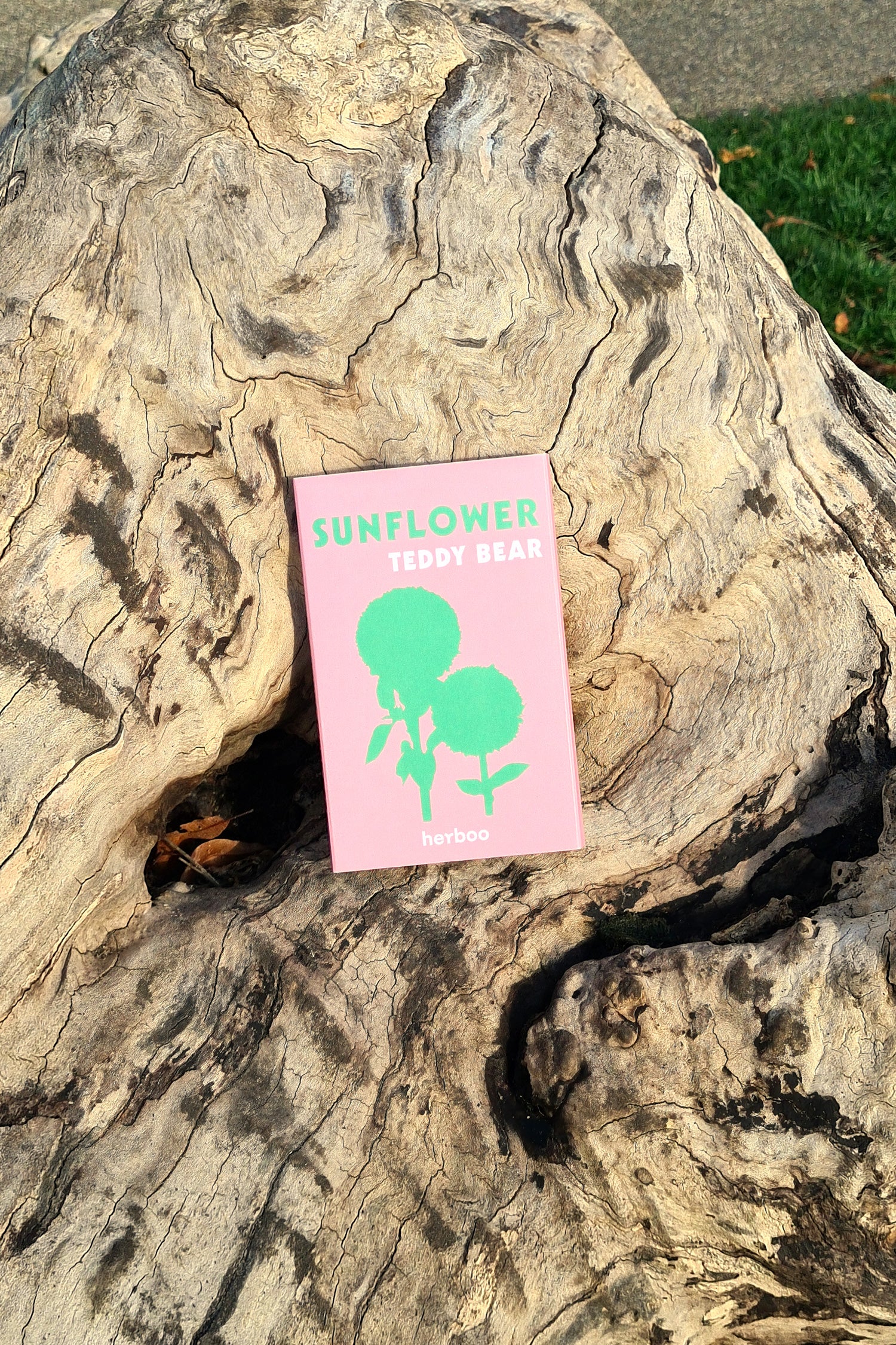 Teddy Sunflower Seeds by Herboo