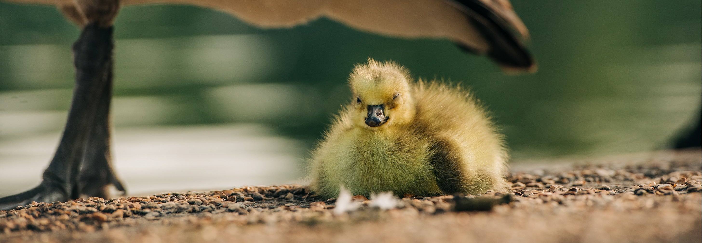 New Arrivals at The Royal Parks Shop