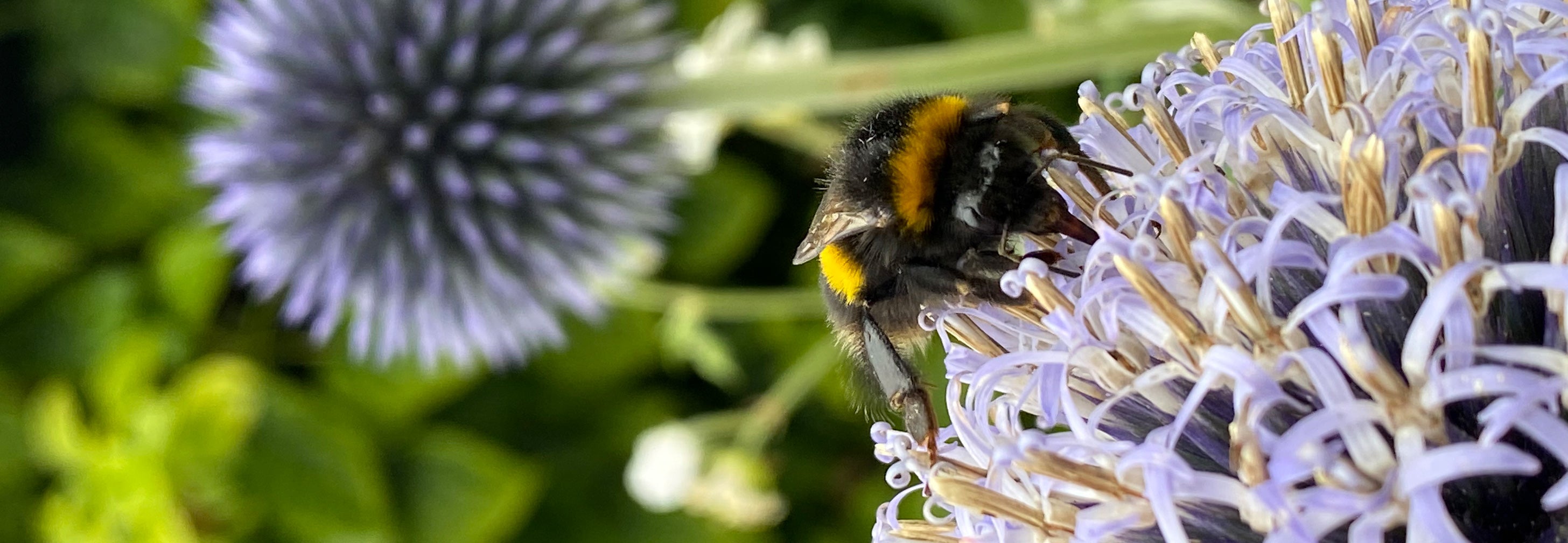Unbeelievable gifts from The Royal Parks this World Bee Day