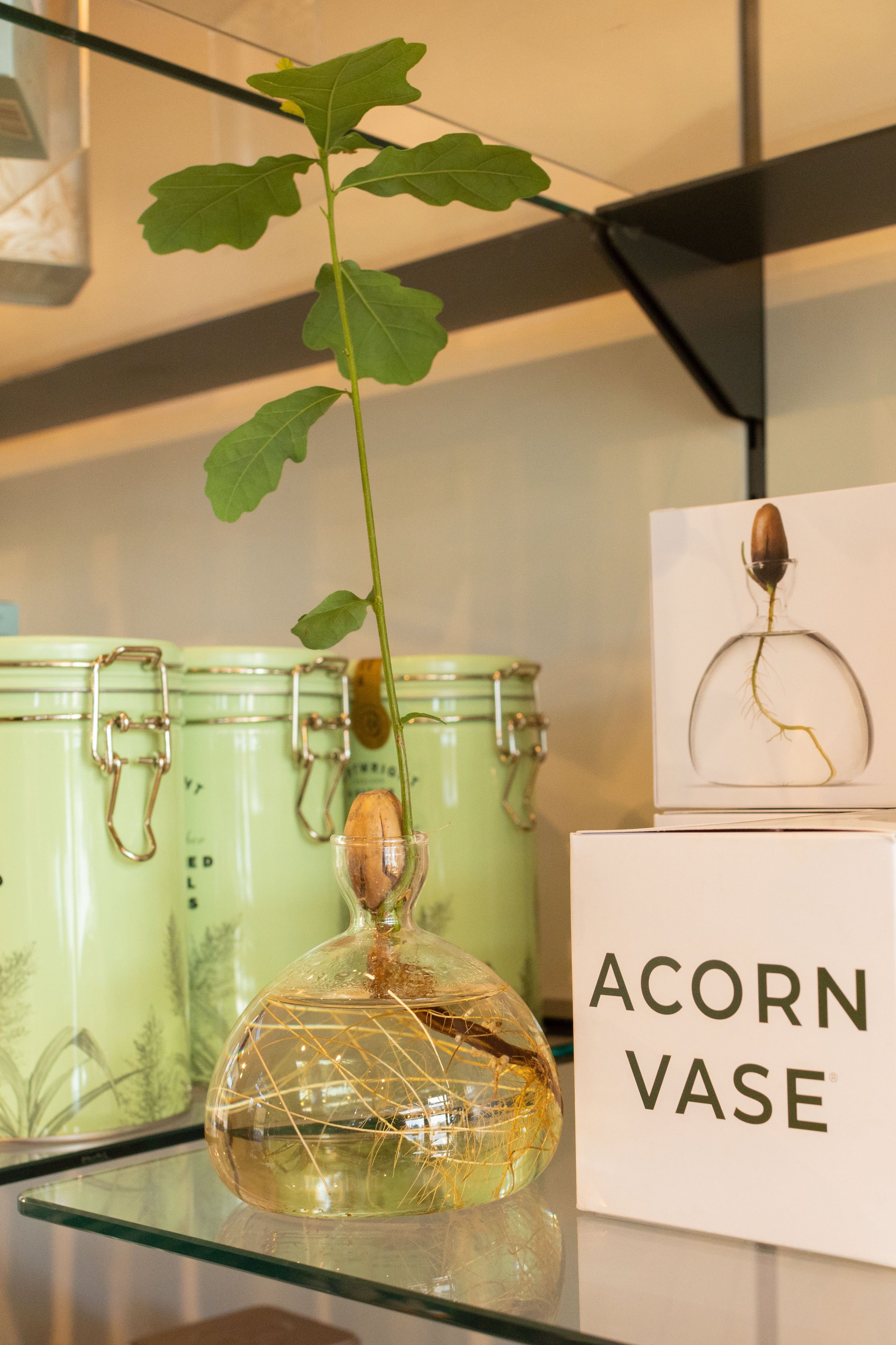 Ilex Studio Acorn Vase clear