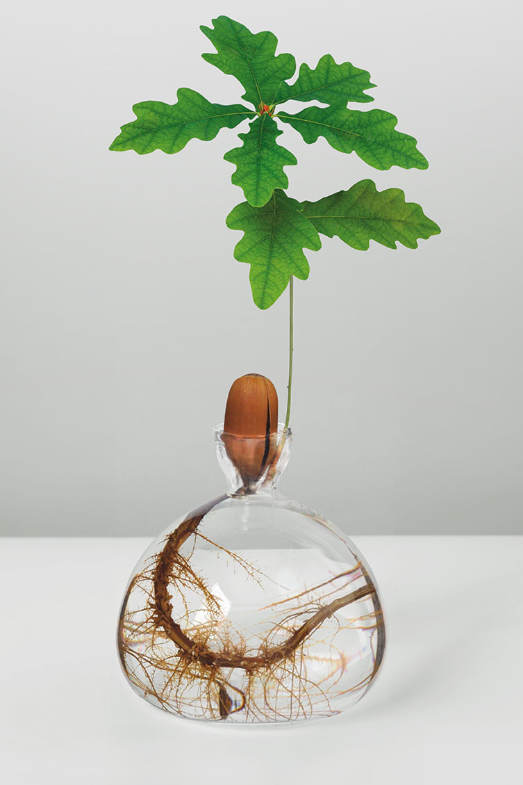 Ilex Studio Acorn Vase clear with sapling growing