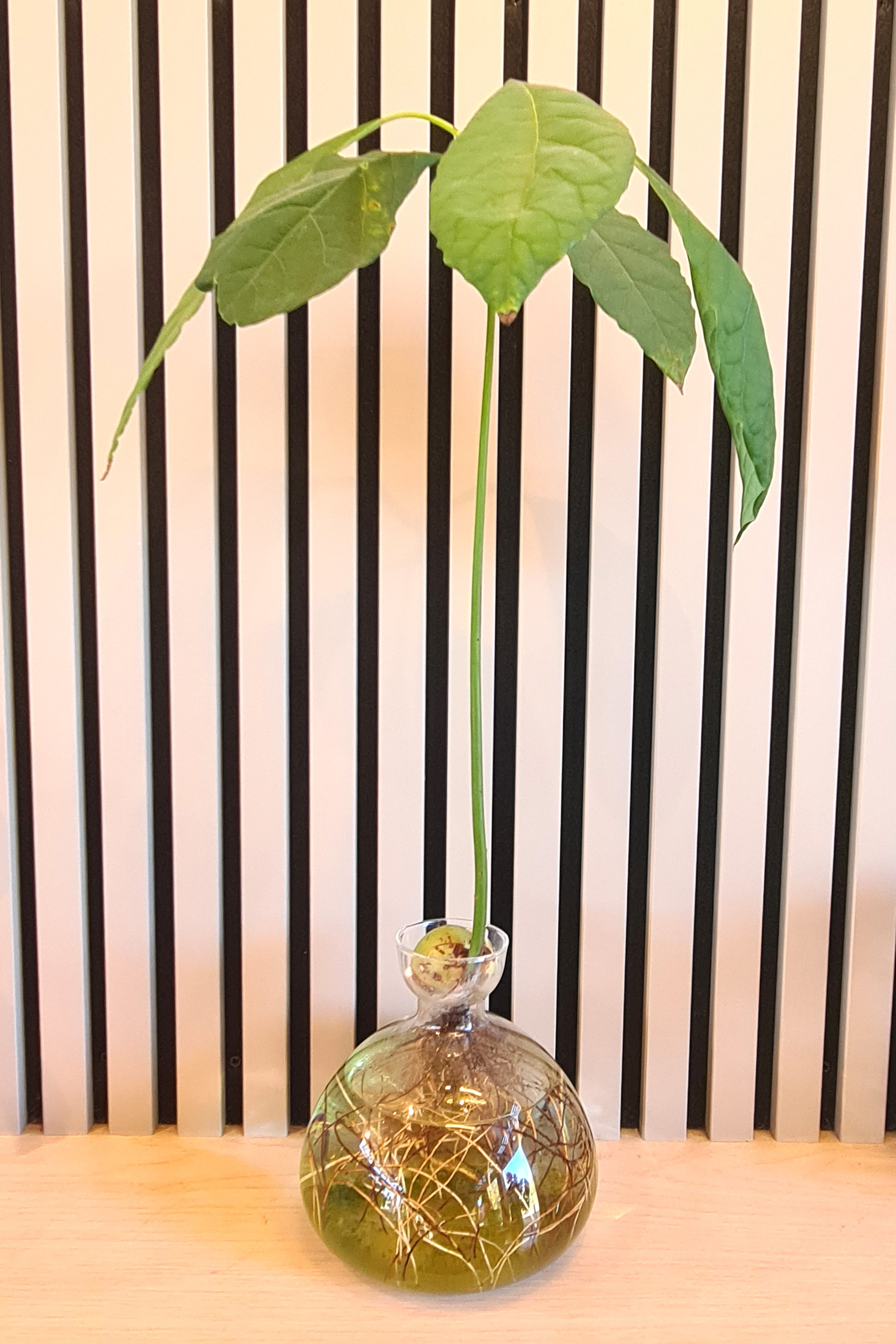 Avocado Vase: Clear