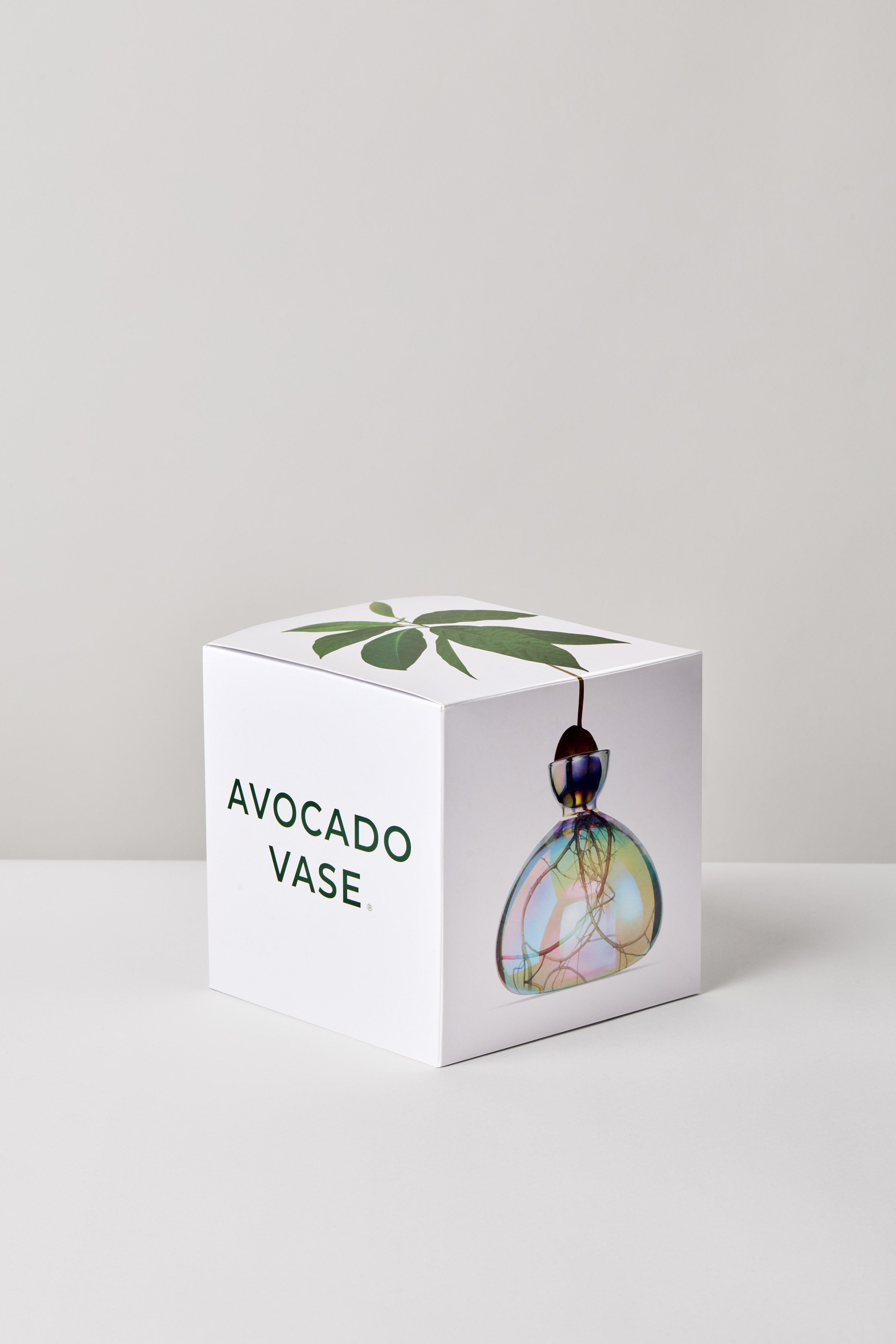 Ilex Studio Avocado Vase: Cosmic Astra