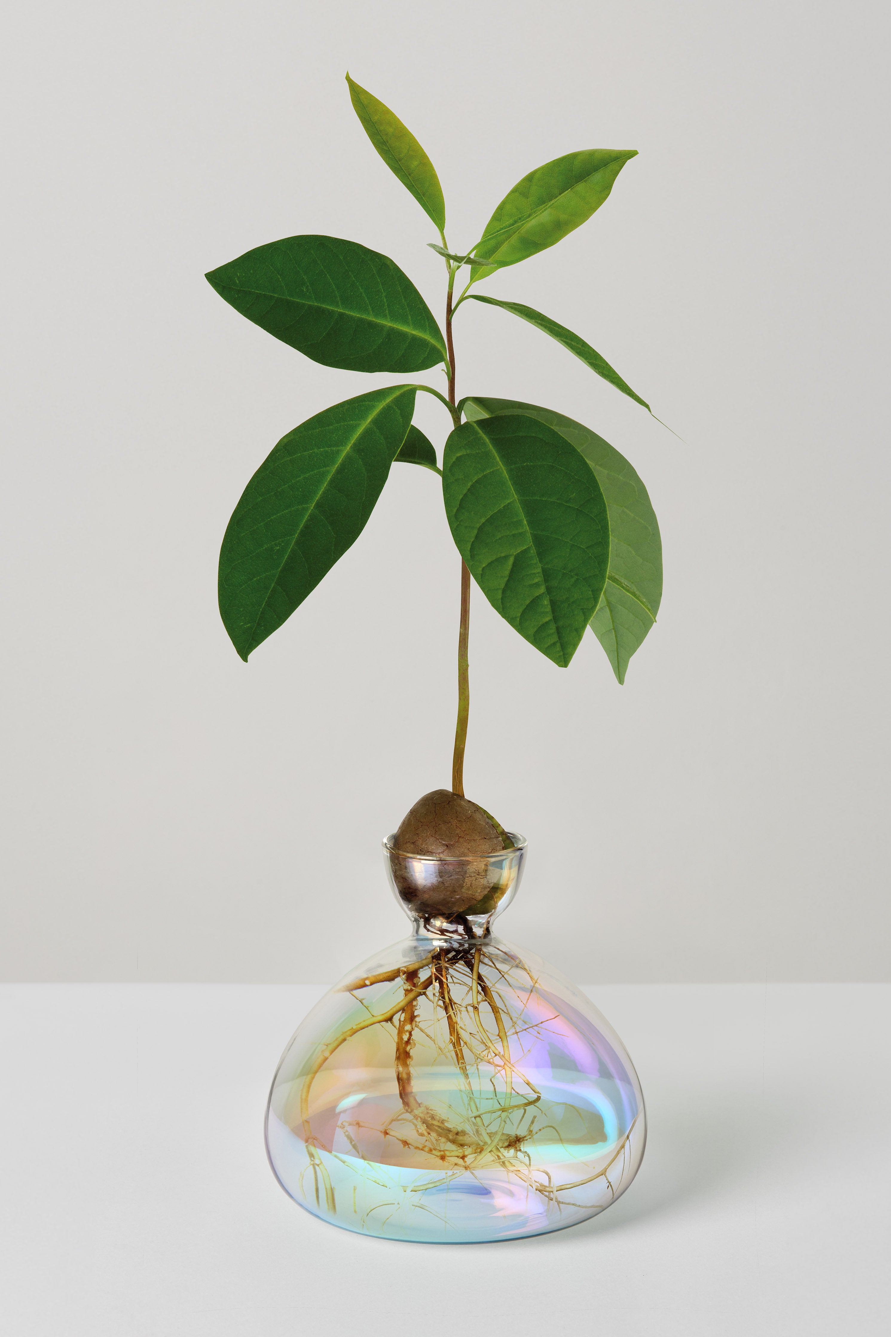 Ilex Studio Avocado Vase: Cosmic Astra