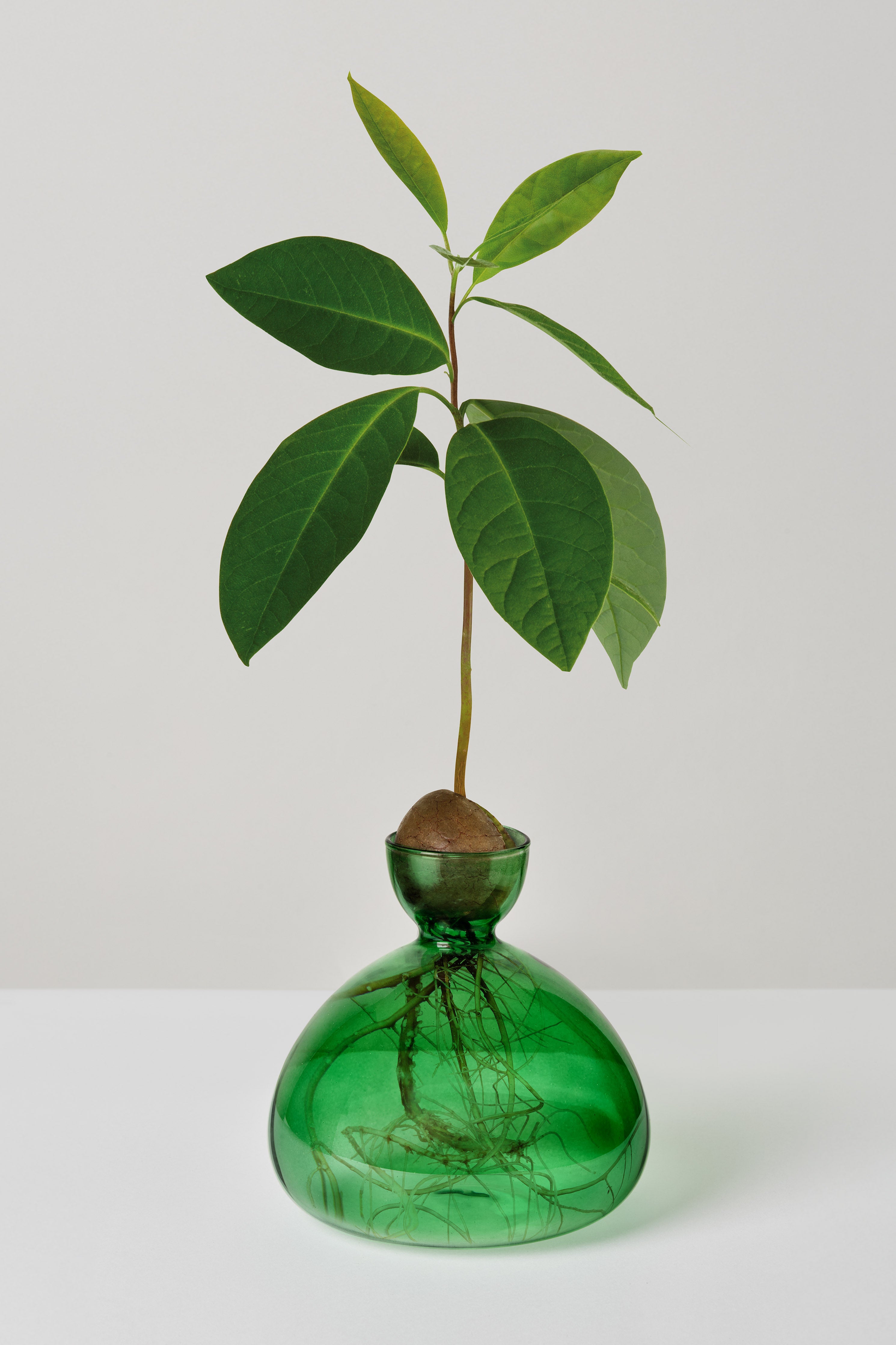 Ilex Studio Avocado Vase: Emerald Green