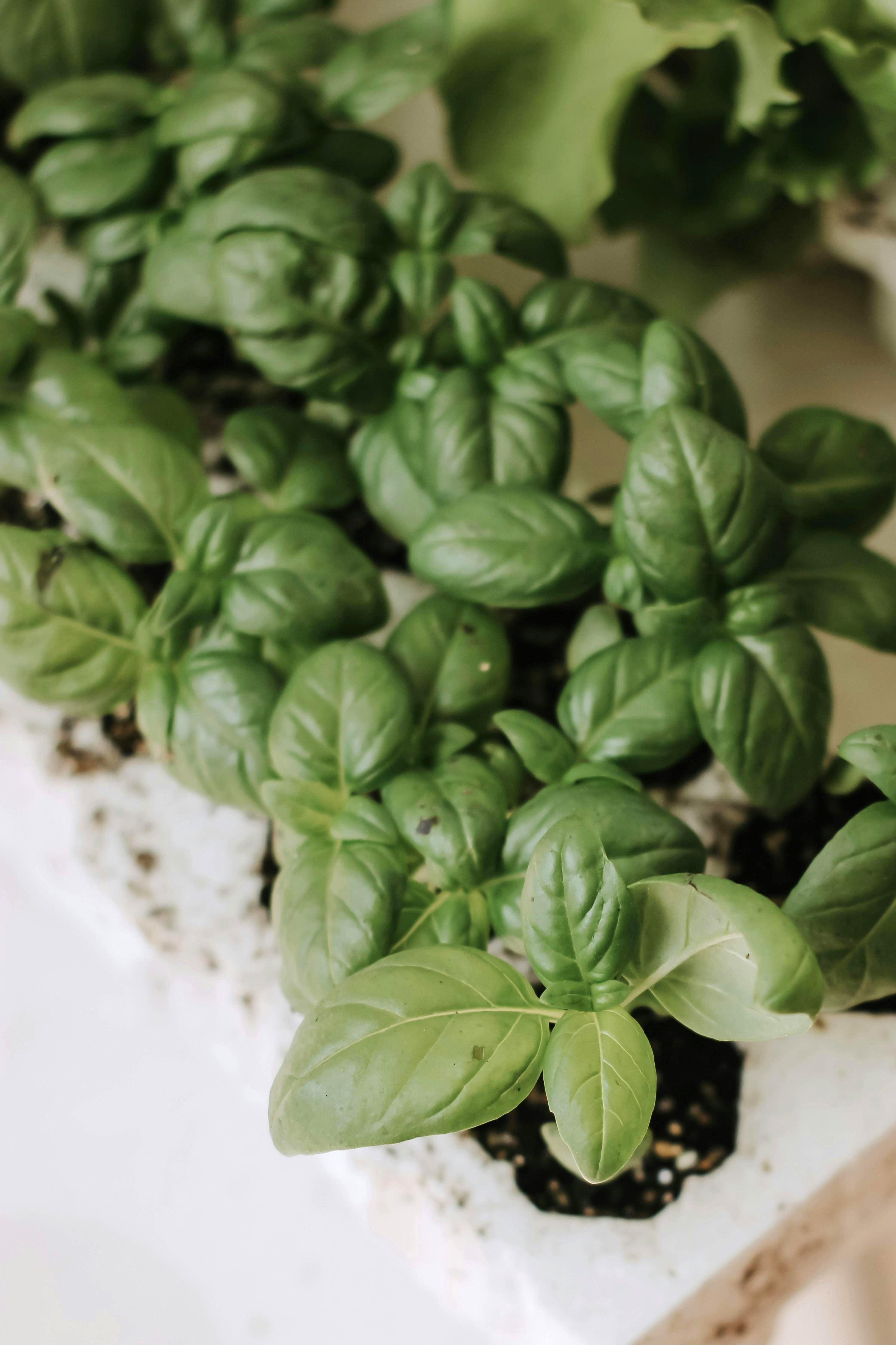 Basil herb plant