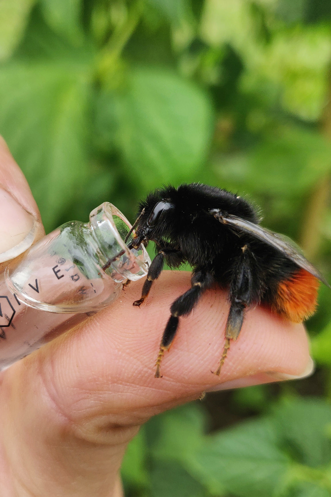 Bee Revival Kit Keyring