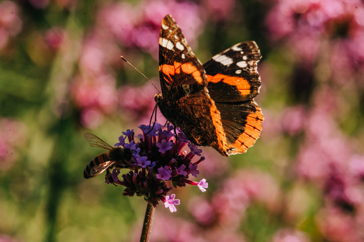 Butterfly alighting on a flower