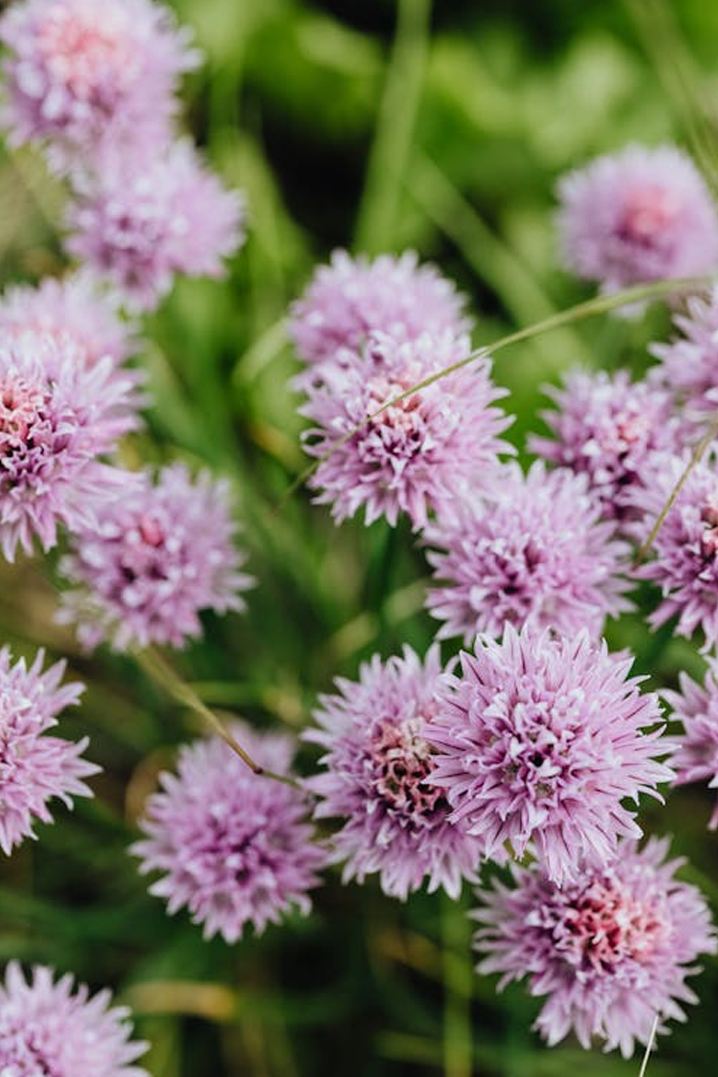 Chives herb plant