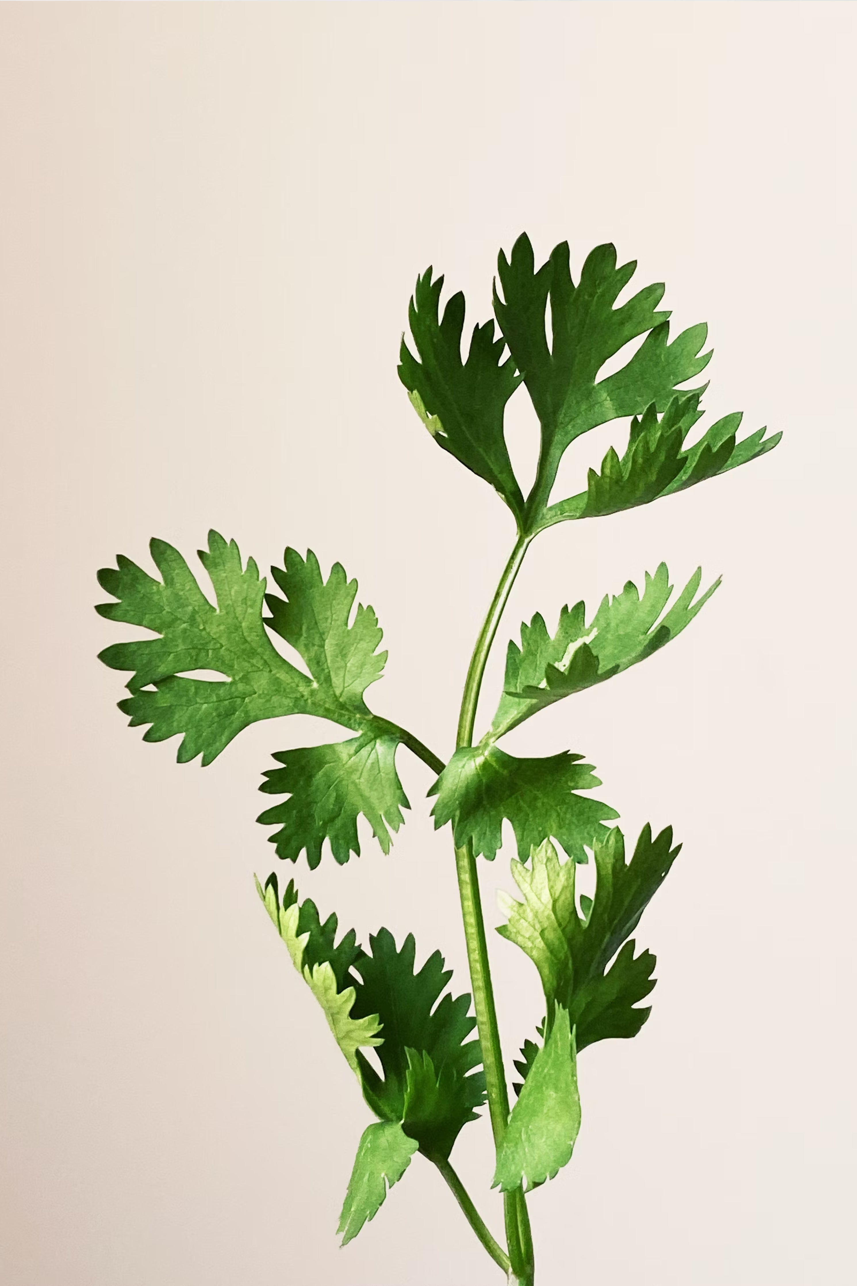 Flat parsley herb