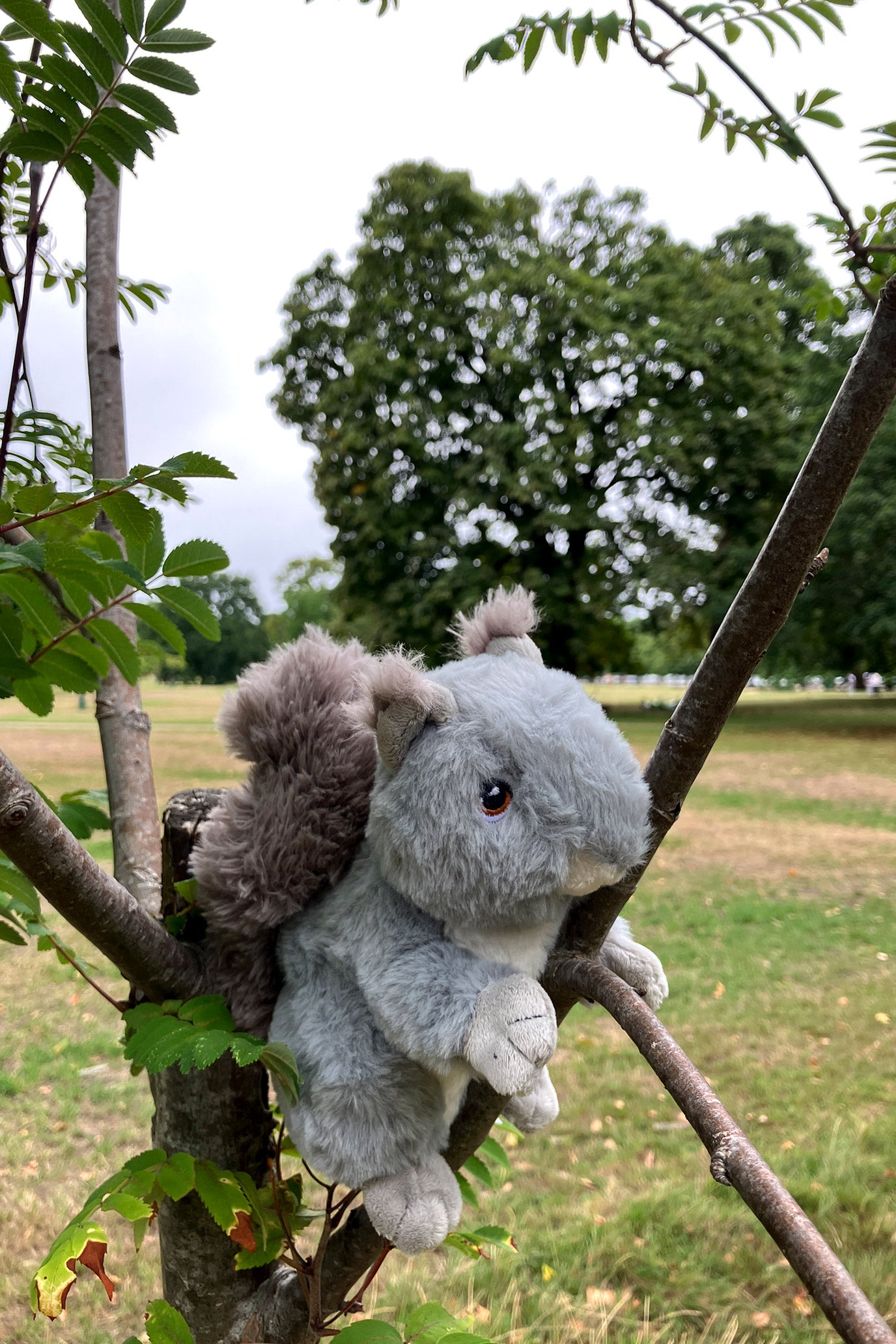 Grey Squirrel Soft Toy