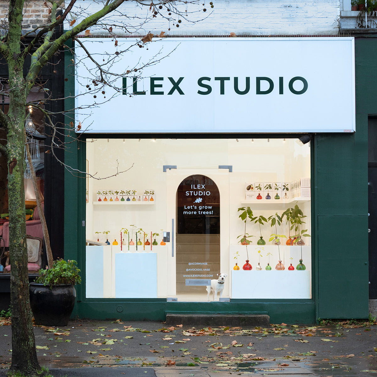 IlexStudio shop front