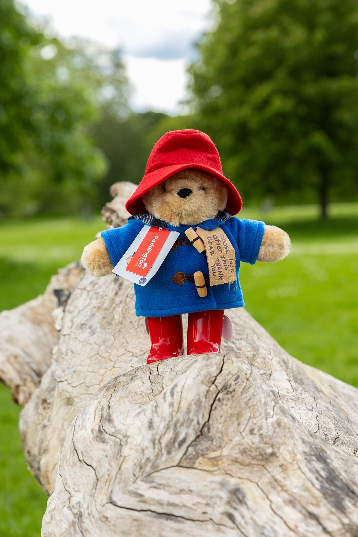 Paddington Bear Soft Toy in Hyde Park