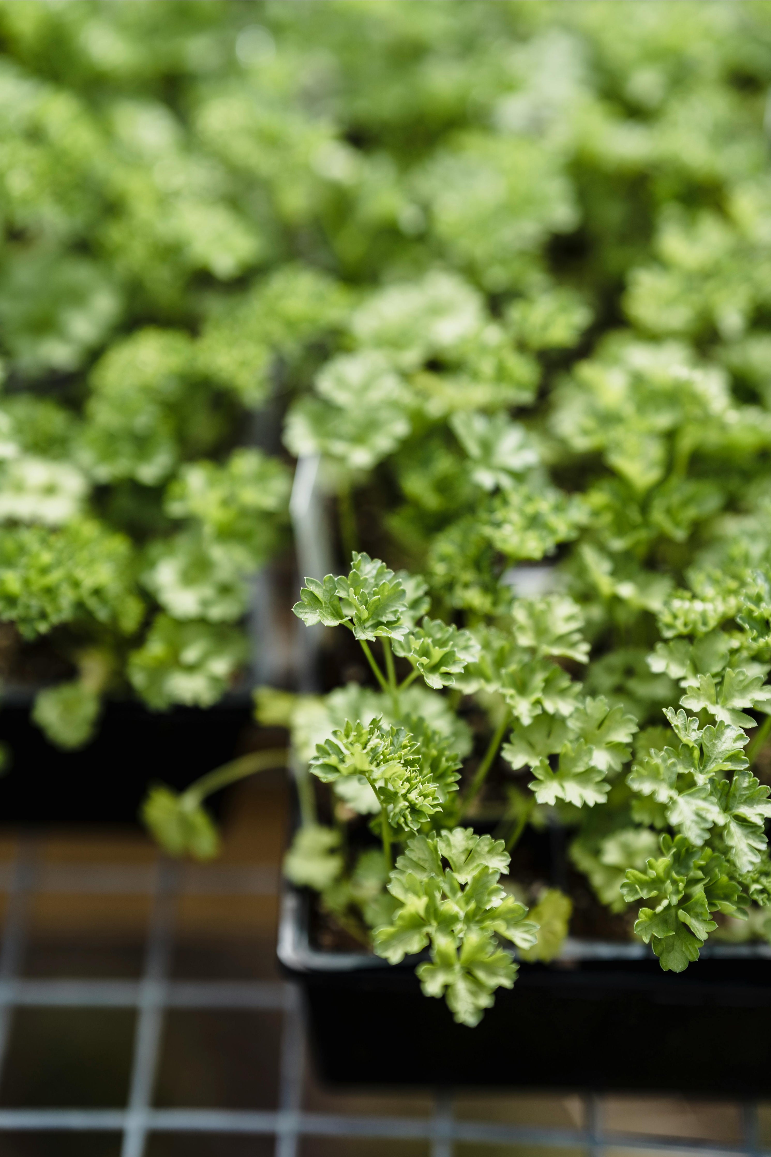 Parsley herb plant