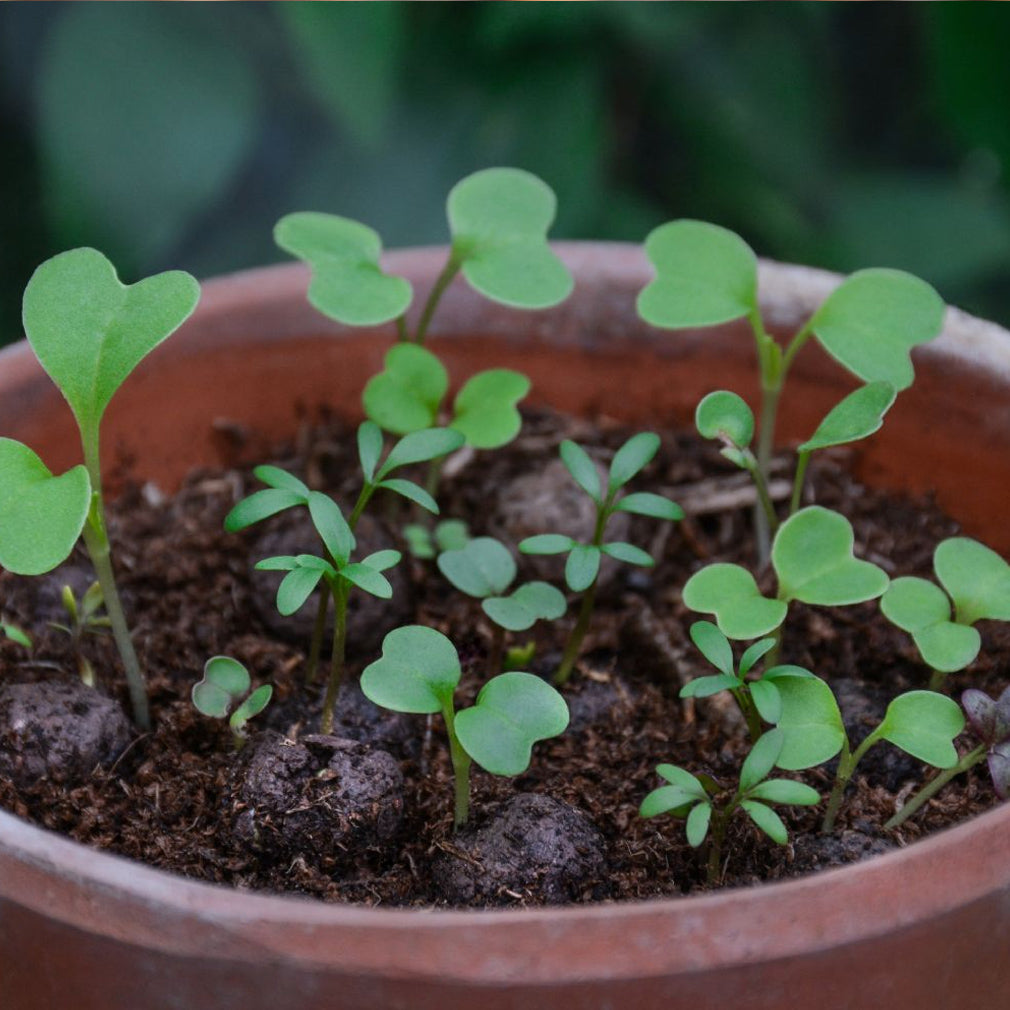 Seedballs germinating