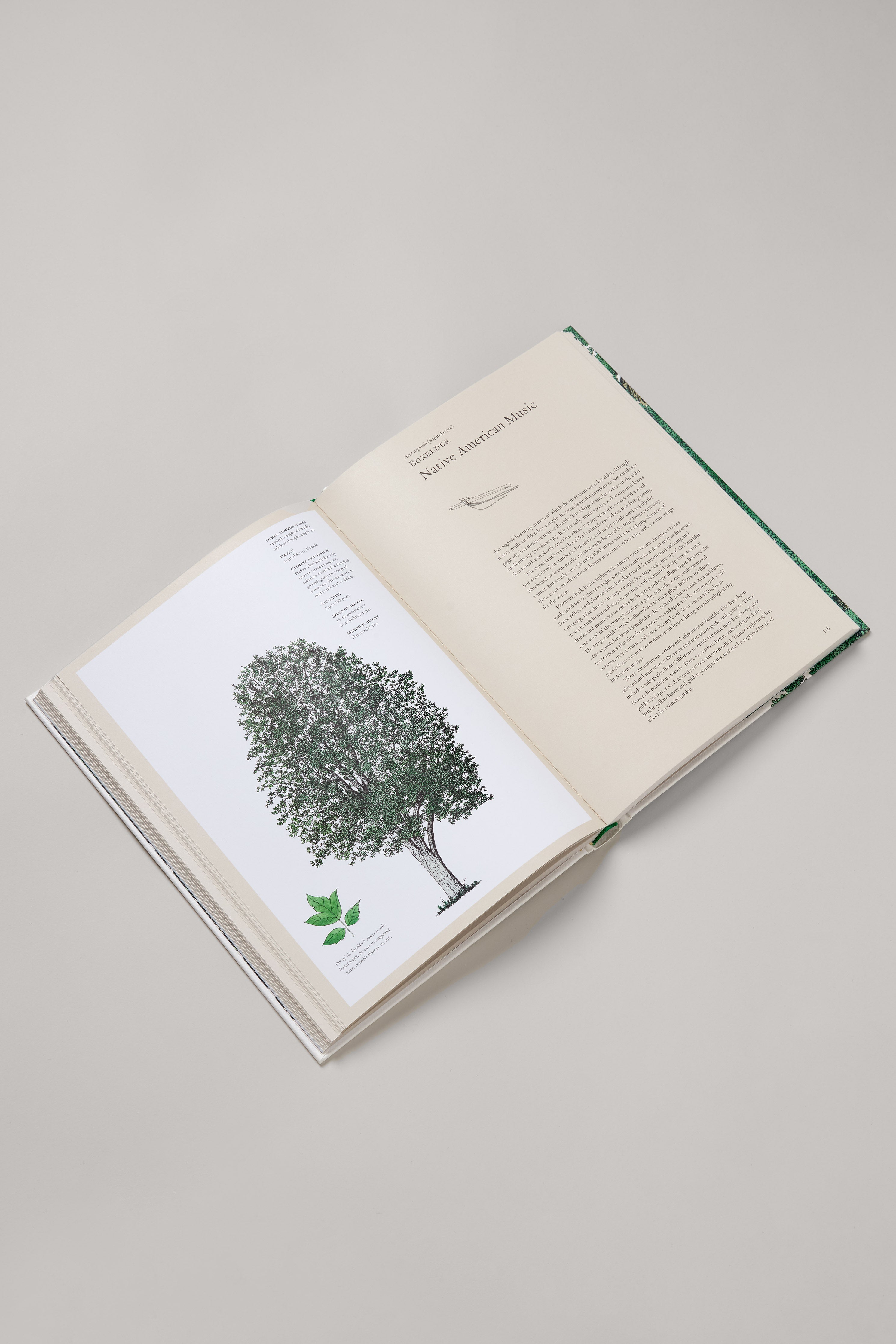 The Story of Trees Book