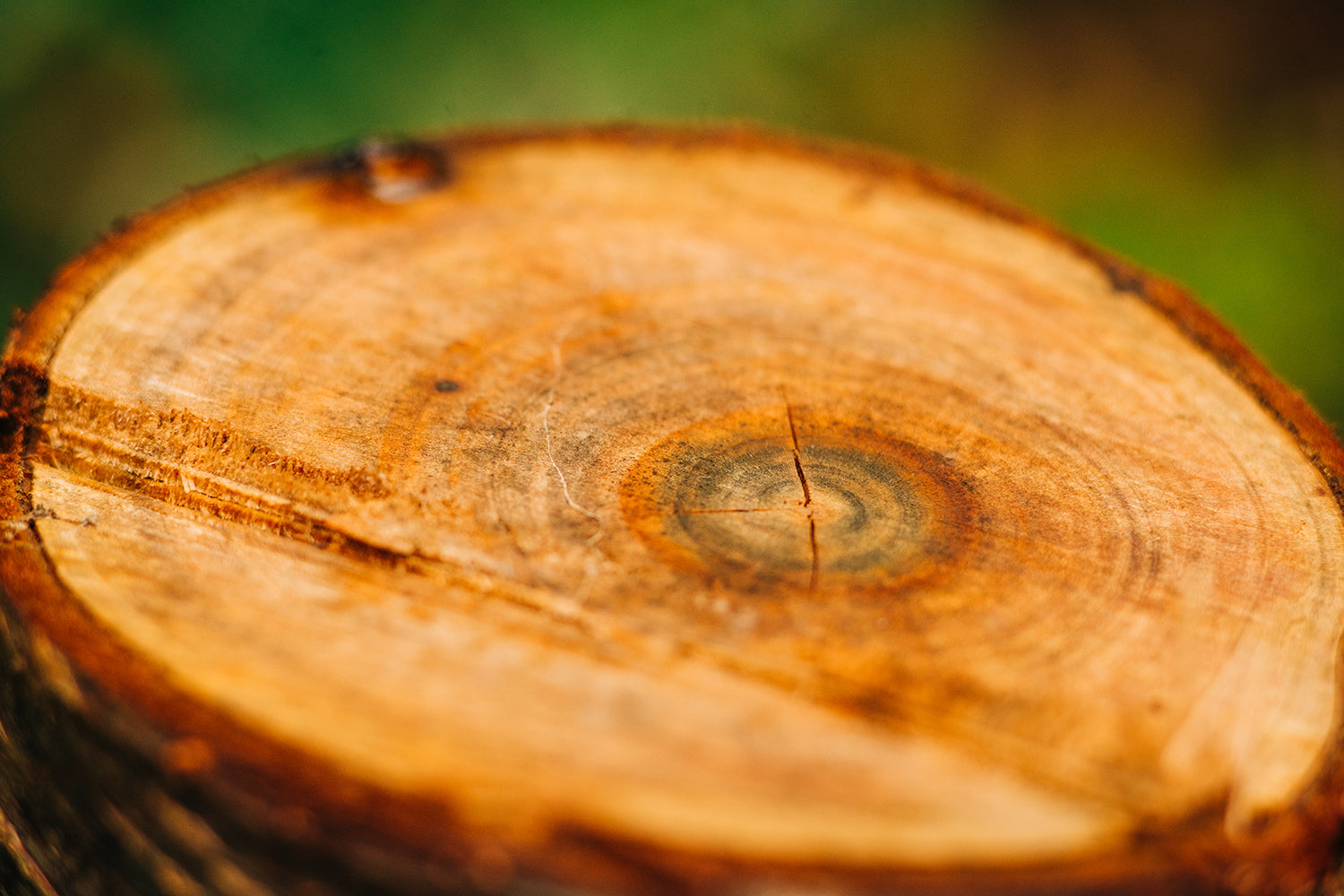 Tree slice showing age