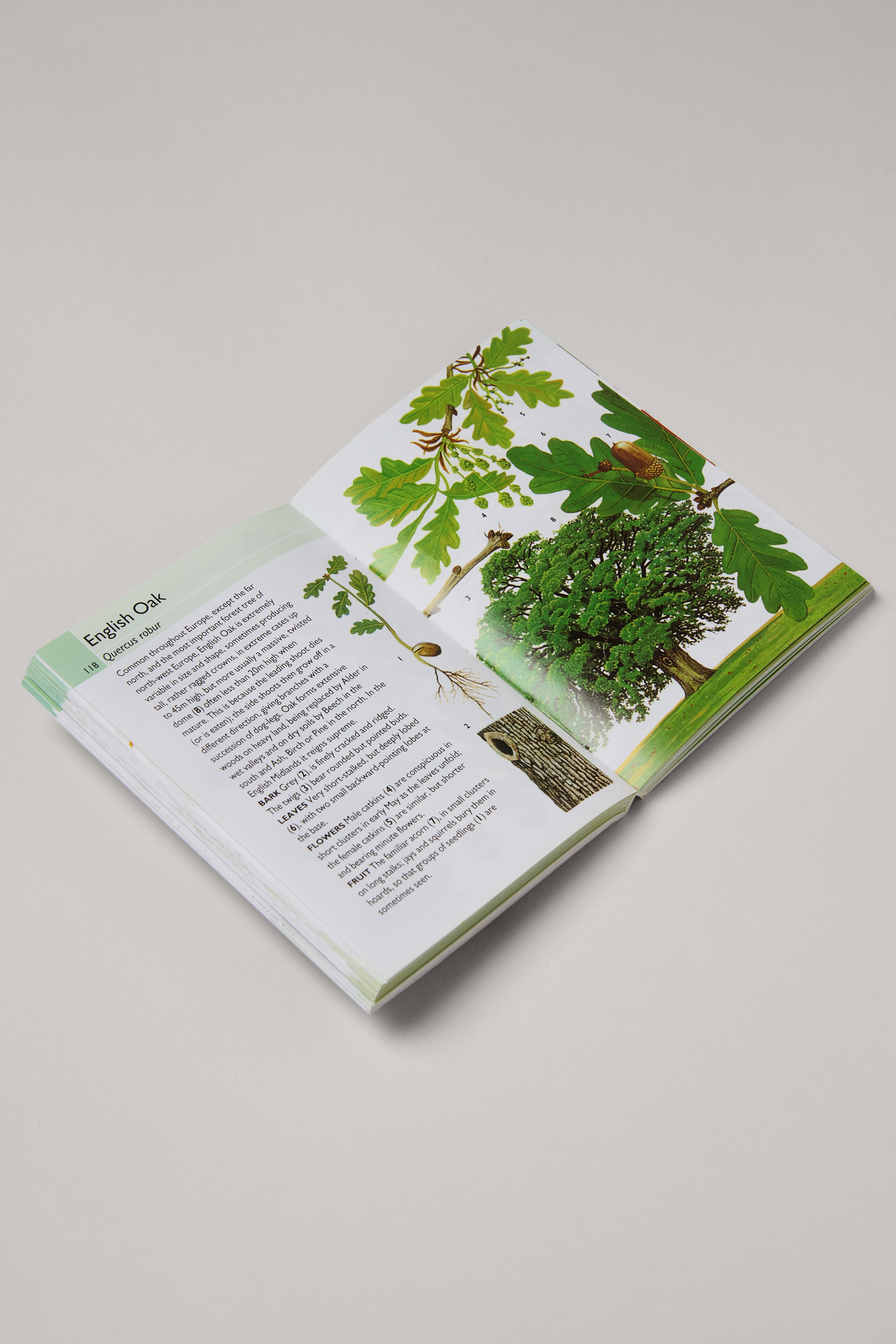 Trees: All You Need To Know Book