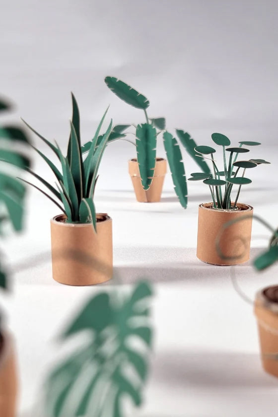 pikkii paper plants