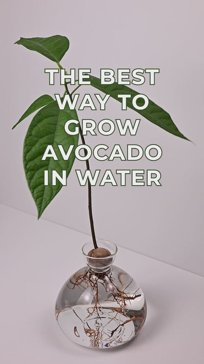 Aocado Vase best way to grow an avocado